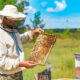 a man in a protective suit and hat holds a frame with honeycombs of bees in the garden
